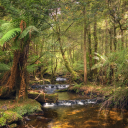 Tasmanian Rain Forest Falls