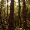 Tasmanian Rain Forest