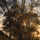 Morning Trees
