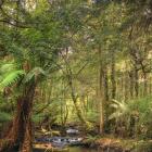 Tasmanian Rain Forest Falls