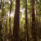 Tasmanian Rain Forest