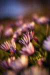50mm Goodness