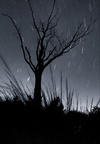 Starie Starry Night
