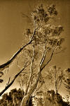 Mayfield Moonlight