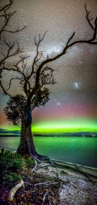 Aurora and Gum Tree, Mortimer Bay, Tasmania
